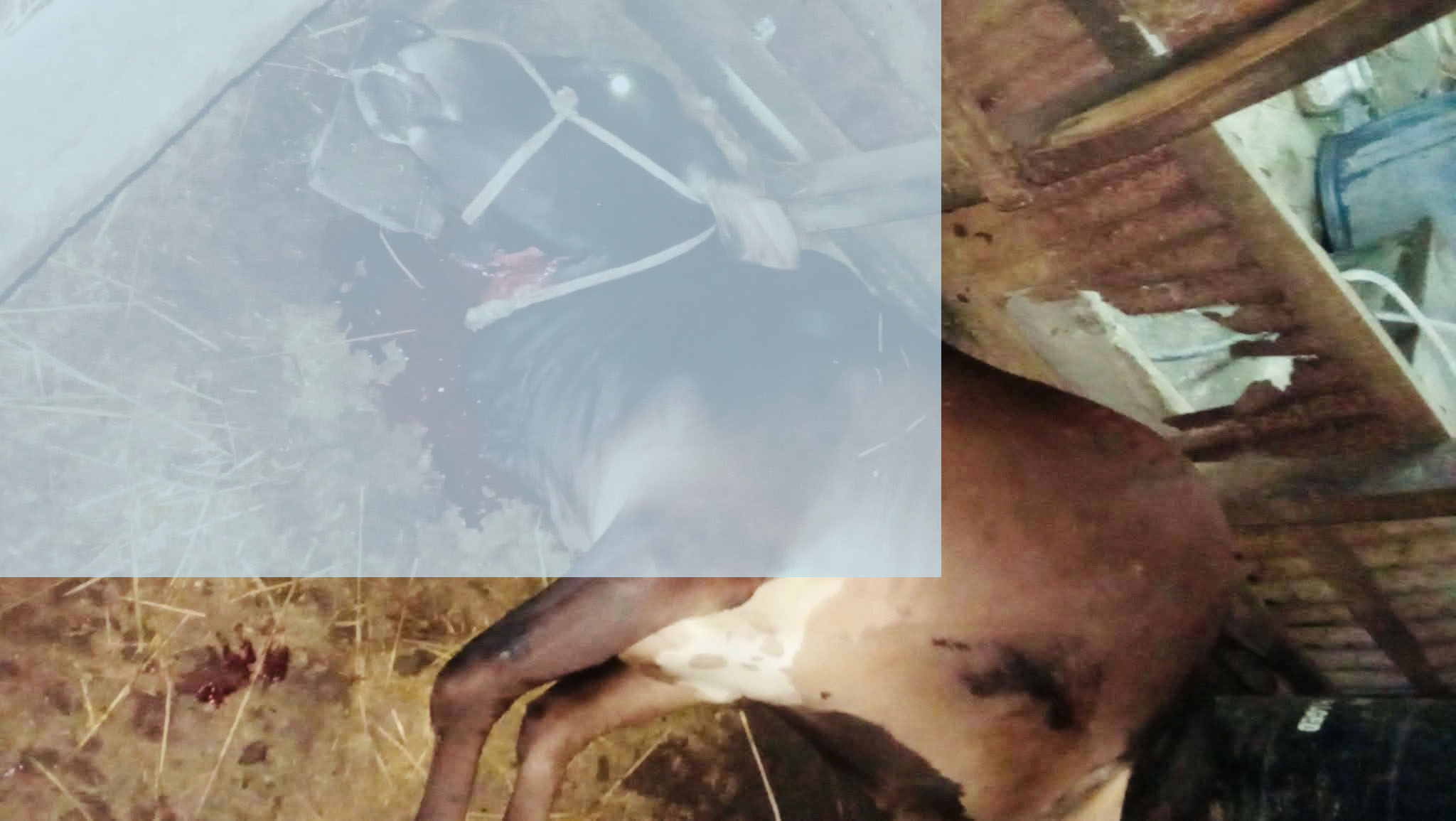 কোম্পানীগঞ্জে রাতের আঁধারে কৃষকের গরু জবাই করে পালাল দুর্বৃত্তরা